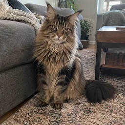 Source photo of a long-haired tabby cat sitting on a rug