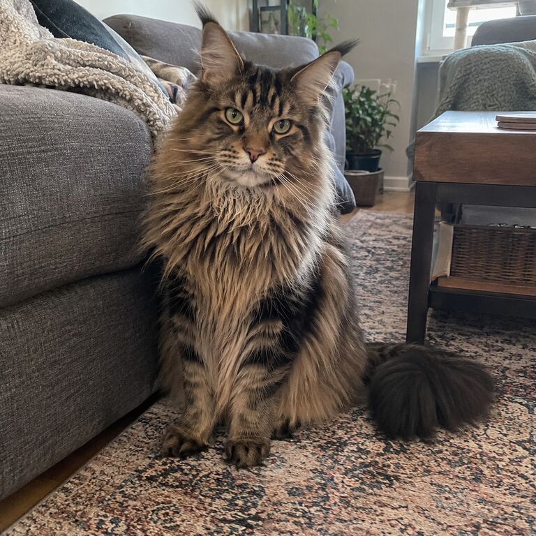 Originalfoto einer langhaarigen Tigerkatze, die auf einem Teppich sitzt