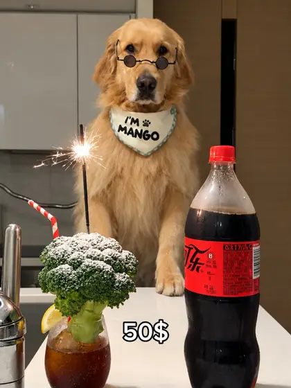 Dog Bartender AI reference video by @m.a.n.g.o__o